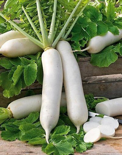 Redīsi Tama Winter F1  3 g Takii Seed